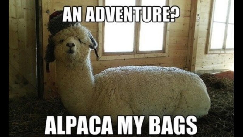 Alpaca.jpg