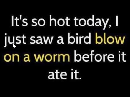 Bird hot.jpg