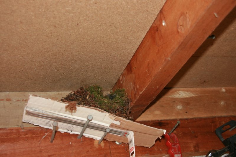 wren nest.JPG