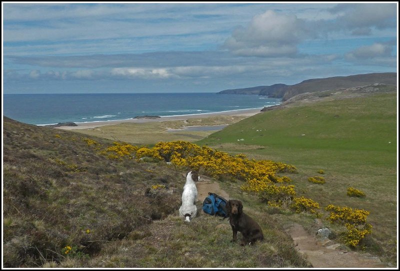 Sandwood Bay-Dogs-2-160526.jpg