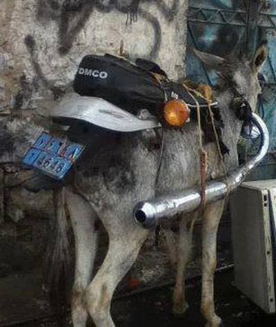 bitofanolddonkey.jpg