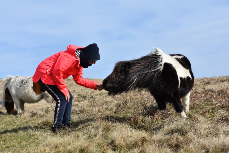 Ilry+MtnPony.jpg