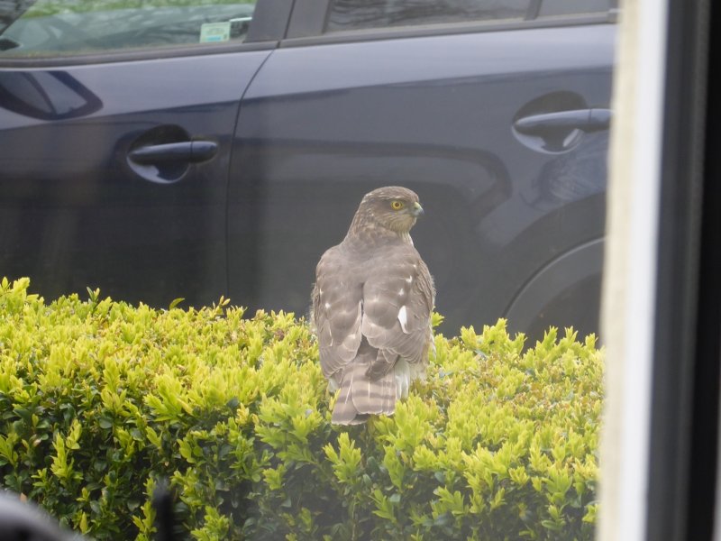 bird.jpg